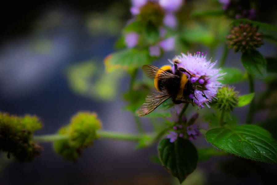 A bumblebee feeding on water mint flowers at the edge of the pond