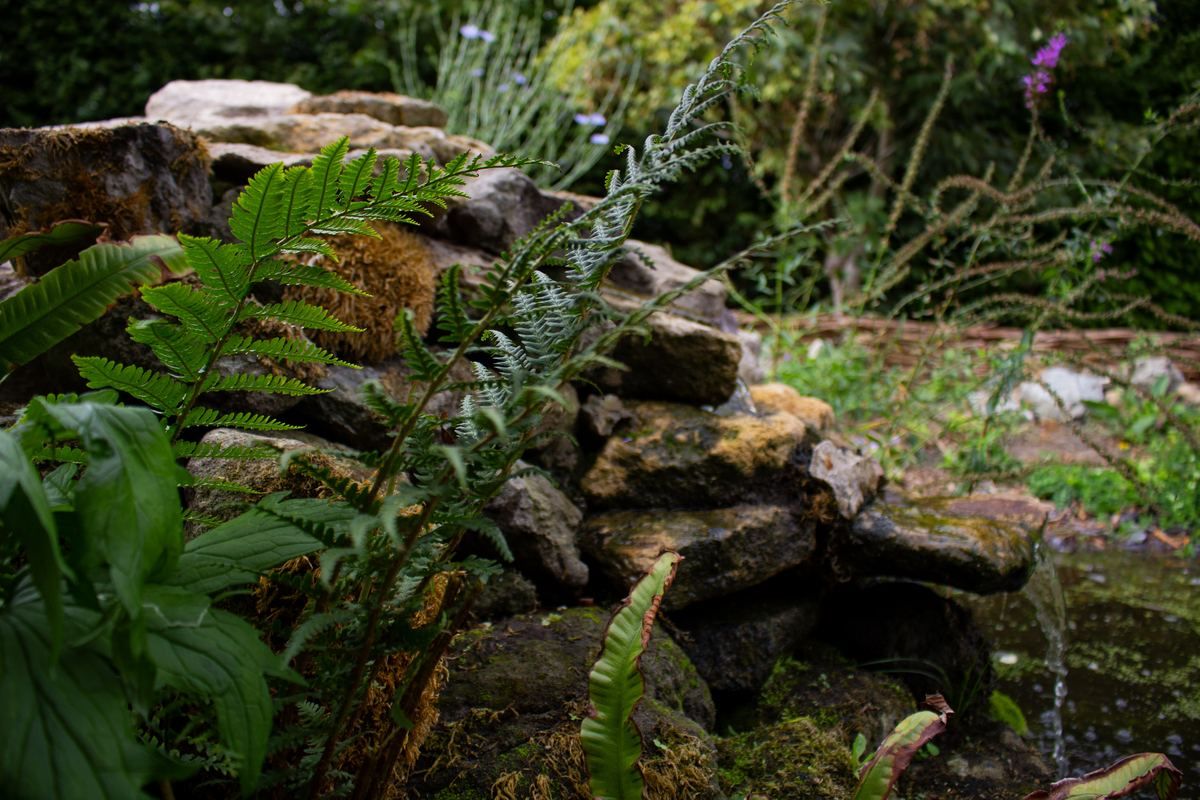 Hart's tongue ferns growing out of the mortar-free gaps in a drystone wall beside water