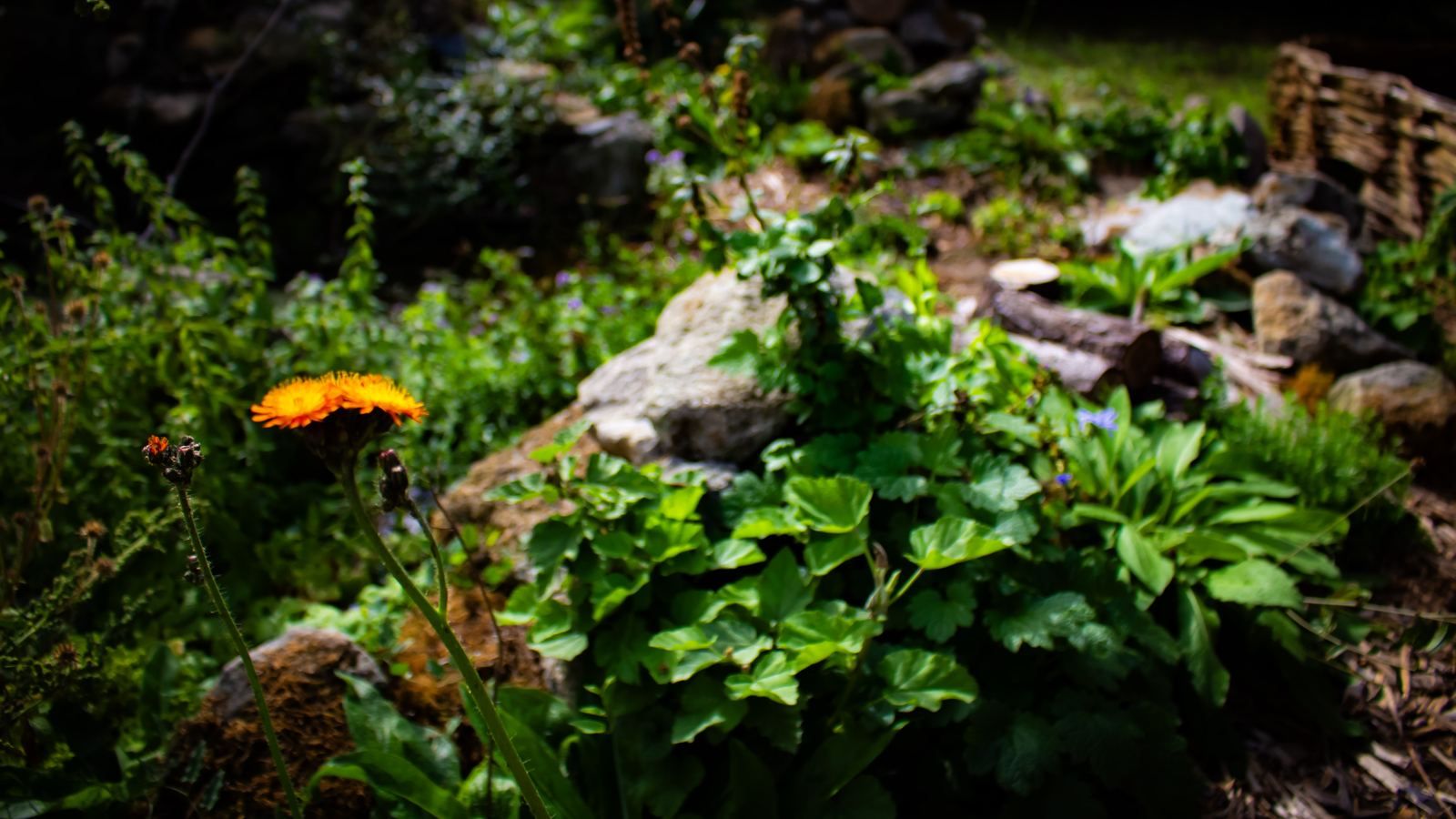 A planted bank of native perennials and stone, with a woven willow fence along the boundary