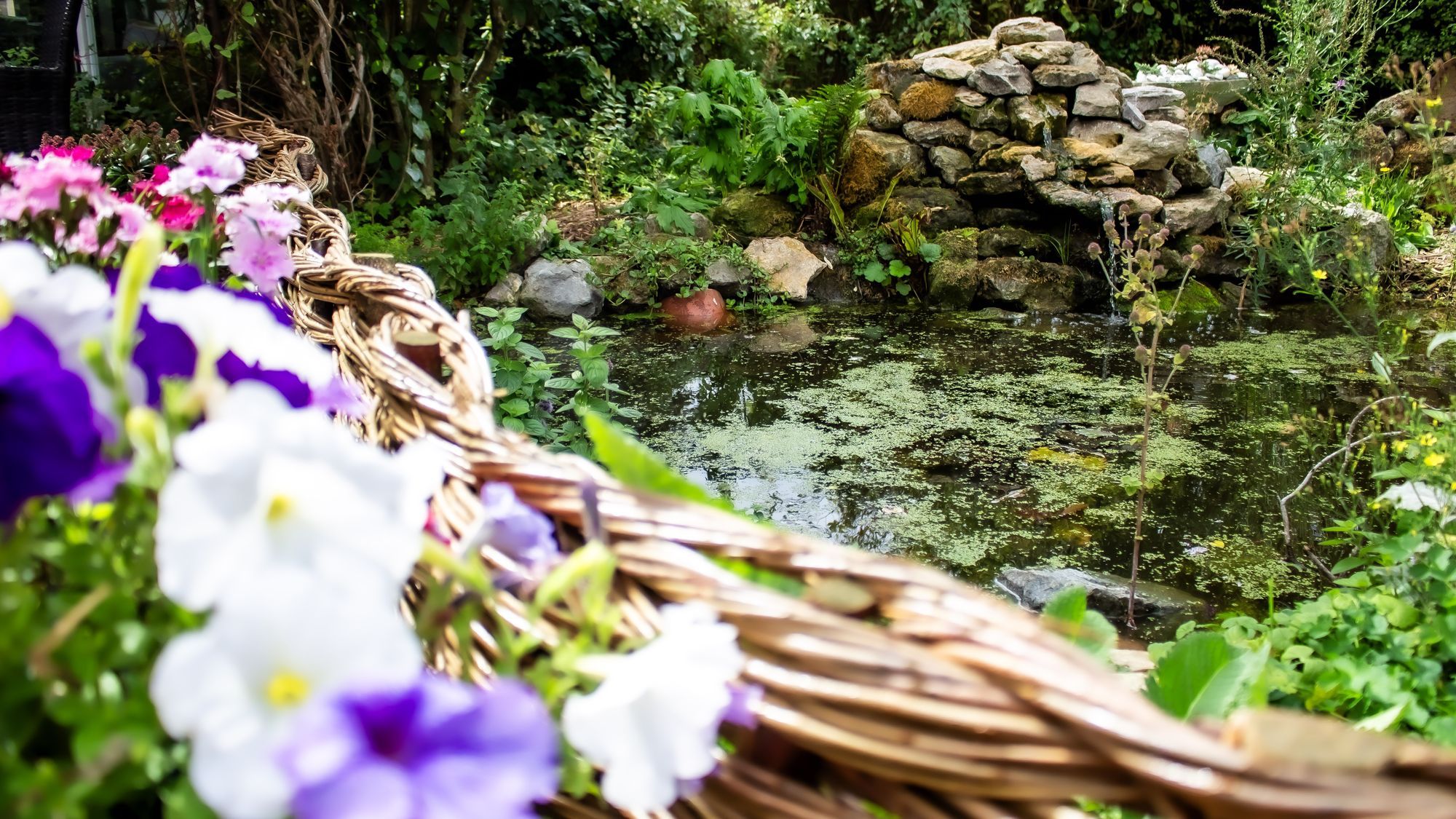 A wildlife pond in late summer, its surface green with duckweed, edged by a woven willow border and a drystone cascade beyond