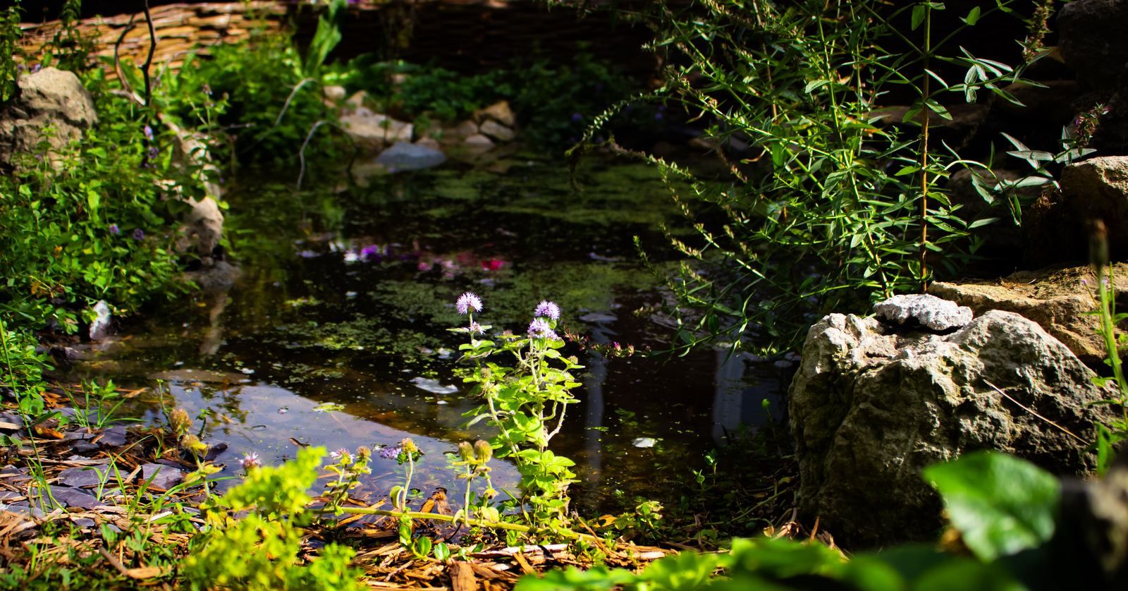 The planted edge of a wildlife pond, with marginal planting and a weathered stone at the waterline